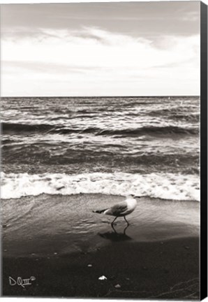 Framed Seagull I Print