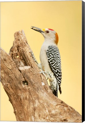 Framed Golden-Fronted Woodpecker Eating A Seed, Linn, Texas Print