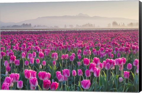 Framed Sunrise Over The Skagit Valley Tulip Fields, Washington State Print