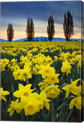 Framed Fields Of Yellow Daffodils In Late March, Skagit Valley, Washington State Print