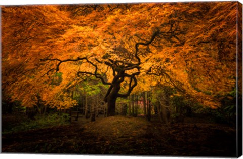 Framed Japanese Maple In Kubota Gardens Park Print