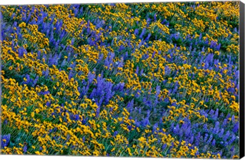 Framed Wildflowers Bloom On Hillside Print