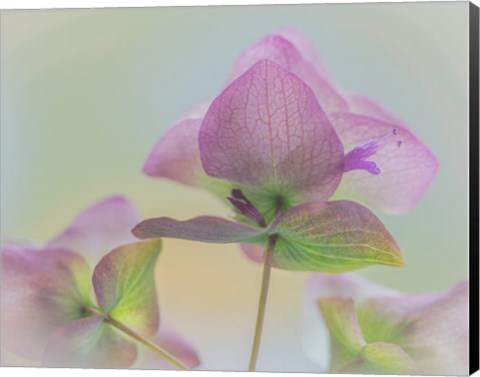 Framed Ornamental Oregano Flower Close-Up Print