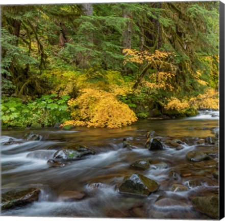 Framed Vine Maples And Sol Duc River In Autumn Print