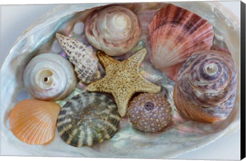Framed Collection Of Pacific Northwest Seashells Print