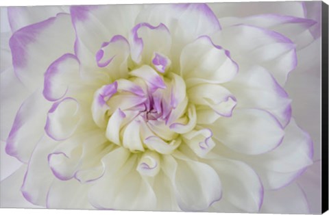 Framed Dahlia Blossom Close-Up Print