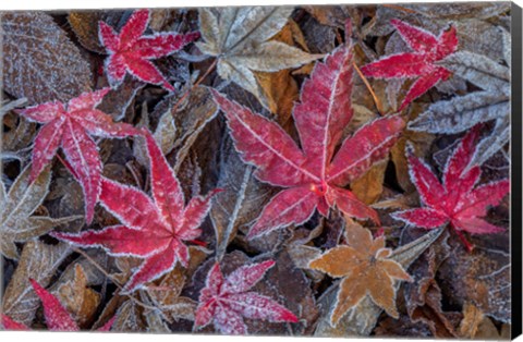 Framed Frosty Leaves In Autumn Print