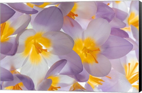 Framed Spring Crocus Flowers Close-Up Print