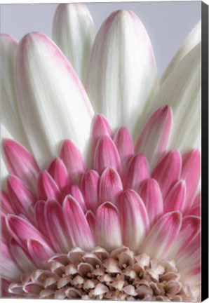 Framed Gerbera Daisy Flower Close-Up Print