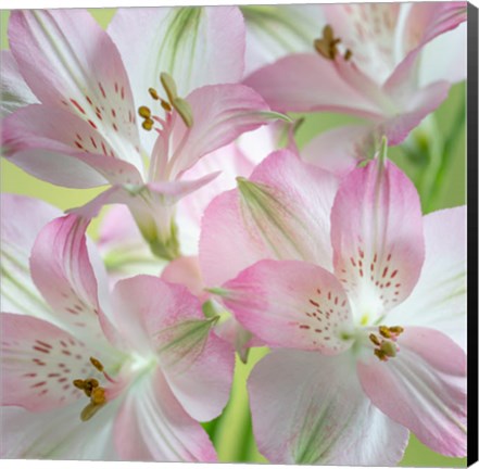 Framed Alstroemeria Blossoms Close-Up Print