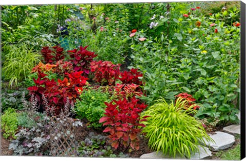 Framed Summer Flowers And Coleus Plants In Bronze And Reds, Sammamish, Washington State Print