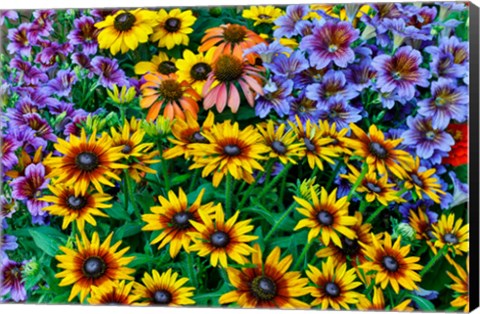 Framed Painted Tongue And Hirta Daisies In Tight Grouping Print
