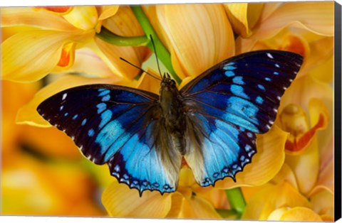 Framed Charaxes Smaragdalis Butterfly On Large Golden Cymbidium Orchid Print