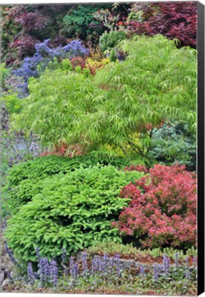 Framed Spring Color With Deer Proof Shrubs And Trees, Sammamish, Washington State Print