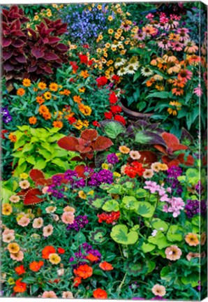 Framed Garden In Full Bloom, Sammamish, Washington State Print