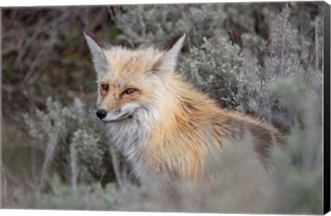 Framed Red Fox Framed By Sage Brush In Lamar Valley, Wyoming Print