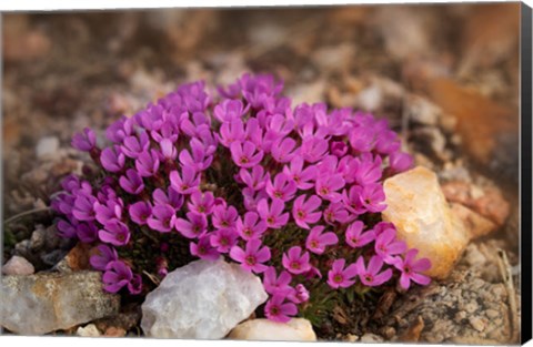 Framed Wyoming, Beartooth Mountains Moss Campion Wildflower Close-Up Print