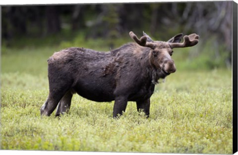 Framed Wyoming, Yellowstone National Park Bull Moose With Velvet Antlers Print