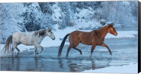 Framed Horses Crossing Shell Creek In Winter, Wyoming Print