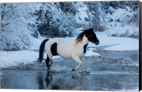 Framed Horse Crossing Shell Creek In Winter Print