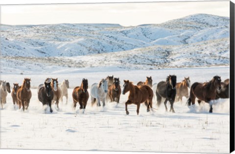 Framed Herd Of Horses Running In Snow Print