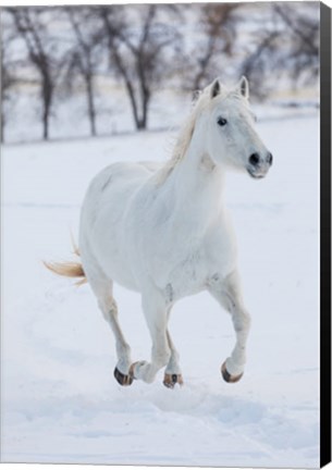 Framed White Horse Running In The Snow Print