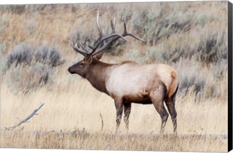 Framed Portrait Of A Bull Elk With A Large Rack Print