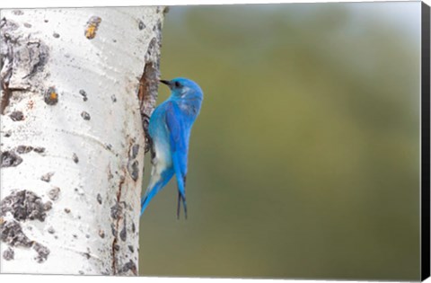 Framed Male Mountain Bluebird Perching At Its Nest Hole Print