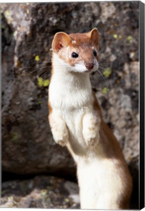 Framed Portrait Of A Long-Tailed Weasel Print