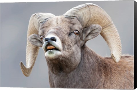 Framed Bighorn Ram Lifts Its Lip In A Flehmen Print