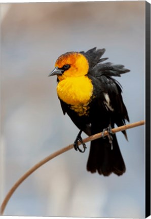 Framed Yellow-Headed Blackbird Perched On A Reed Print