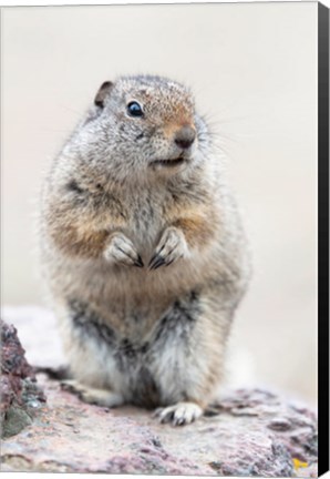 Framed Richardson&#39;s Ground Squirrel Print