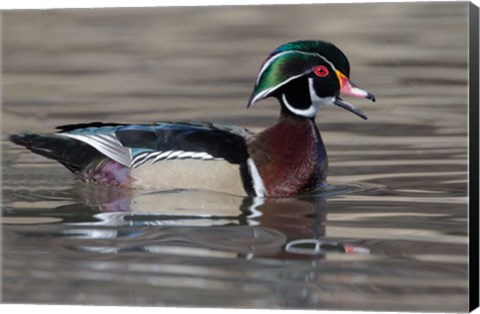 Framed Wood Duck Drake In Breeding Plumage Floats On The River While Calling Print