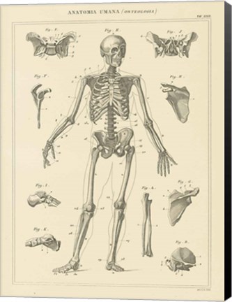 Framed Skeleton Chart Print