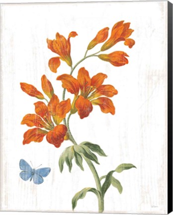 Framed White Barn Flowers VII Print