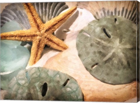 Framed Sand Dollars And Starfish Print