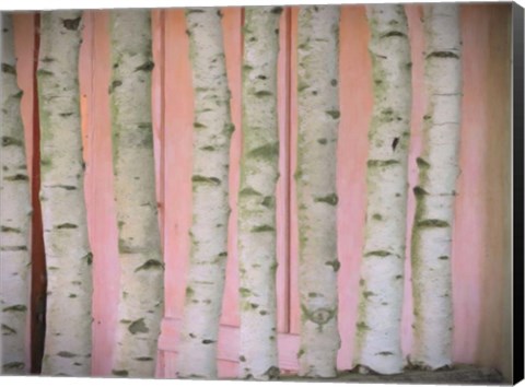 Framed Birch Logs On Pink Print