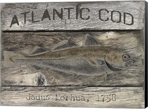 Framed Atlantic Cod Print