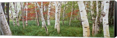 Framed White Birch Trees In Wild Gardens Of Acadia, Acadia National Park, Maine Print