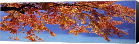 Framed Autumn Leaves, Hozu River, Kyoto City, Japan Print