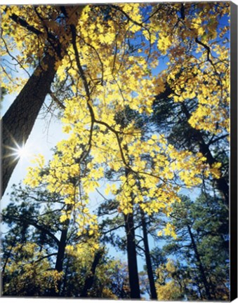 Framed Autumn Trees CA Print