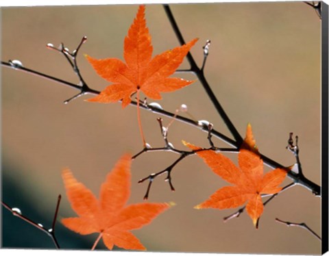 Framed Red Autumn Leaves On Branches, Kyoto, Japan Print