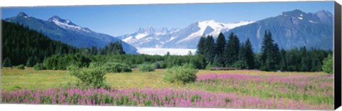 Framed Fireweed, Mendenhall Glacier, Juneau, Alaska Print