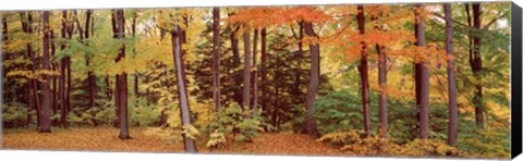 Framed Autumn Trees In A Forest, Chestnut Ridge Park, New York Print