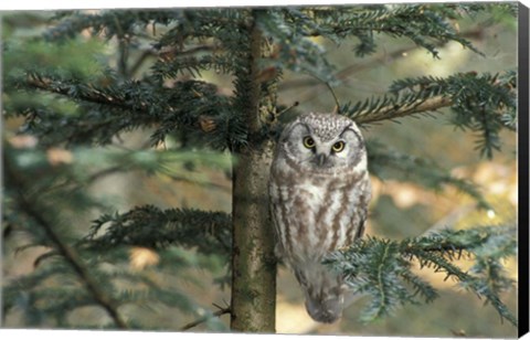 Framed Owl In Tree Print