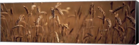 Framed Detail Wheat Print
