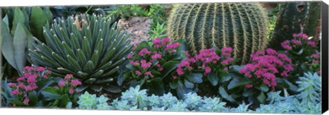 Framed Plants Flowers Print