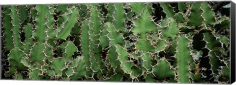 Framed Close-Up Of Cactus Plants, Botanical Gardens Of Buffalo, New York Print