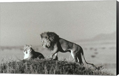 Framed Lion And Lioness On A Hill Print