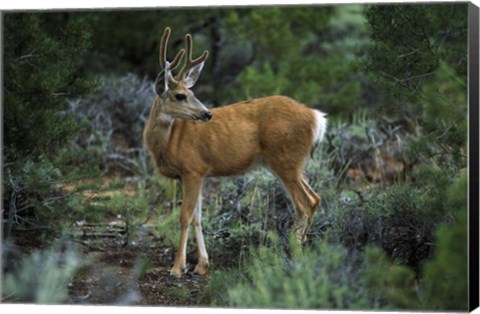 Framed Young Mule Deer Buck, Grand Canyon National Park, Arizona Print
